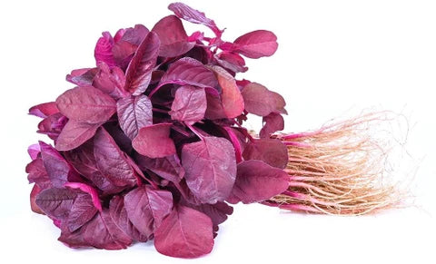 Lal saag